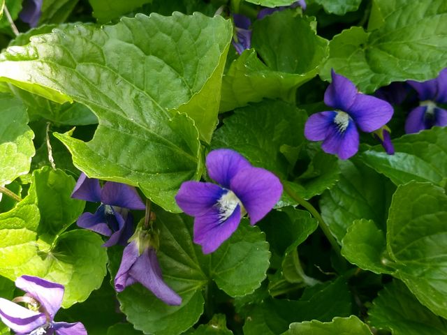 Violets