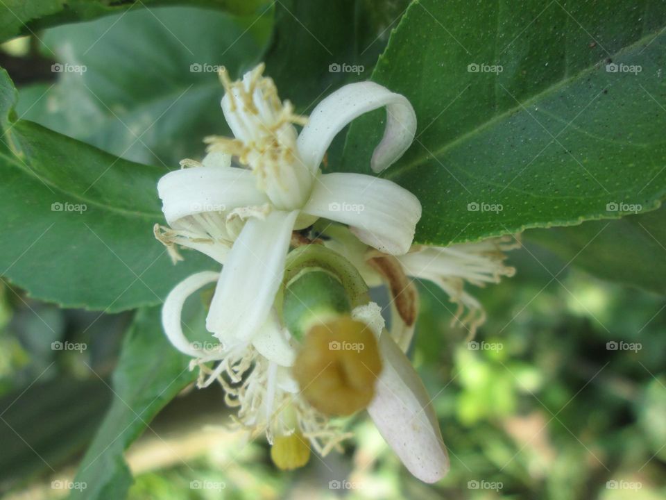 lime flower