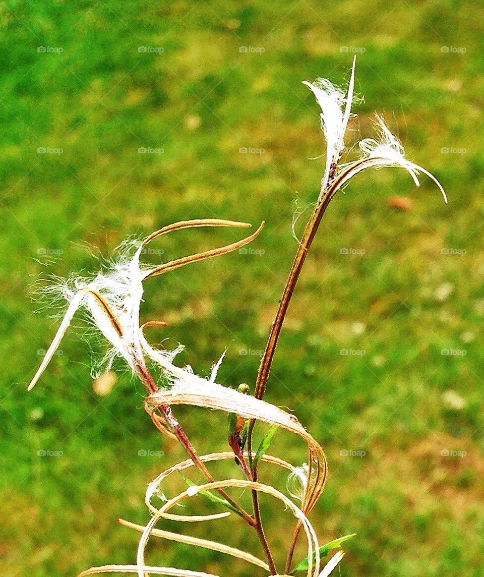 flower grass dance twirl by hannahdagogo