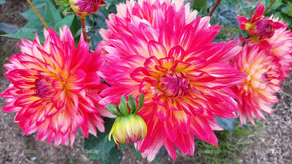 Pink Chrysanthemum