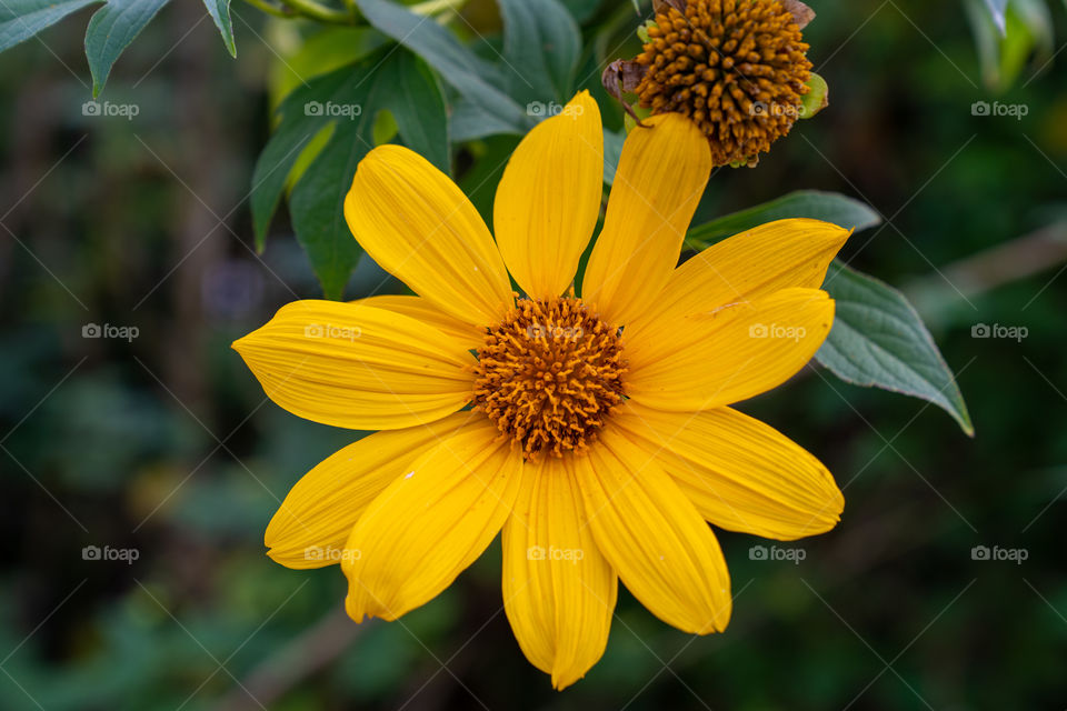 Mexican sunflower weed (Tithonia diversifolia)