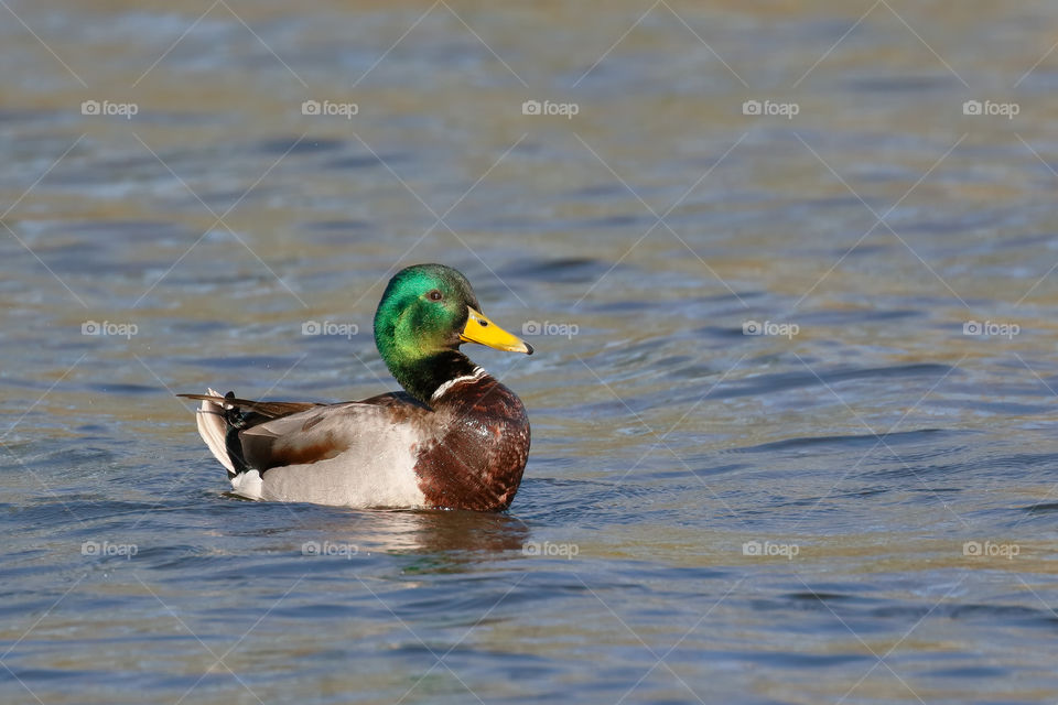 A male Mallard in the afternoon light 