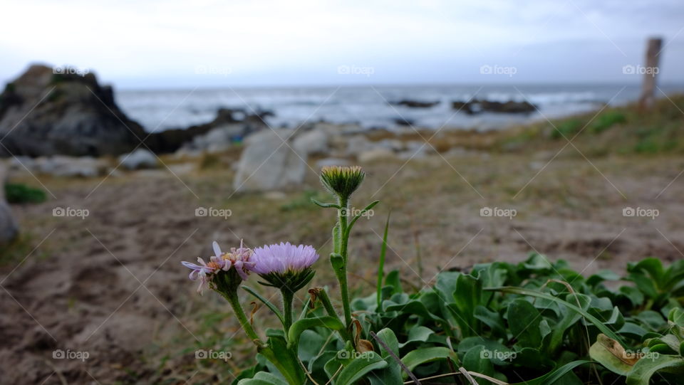 Dasies on the coast