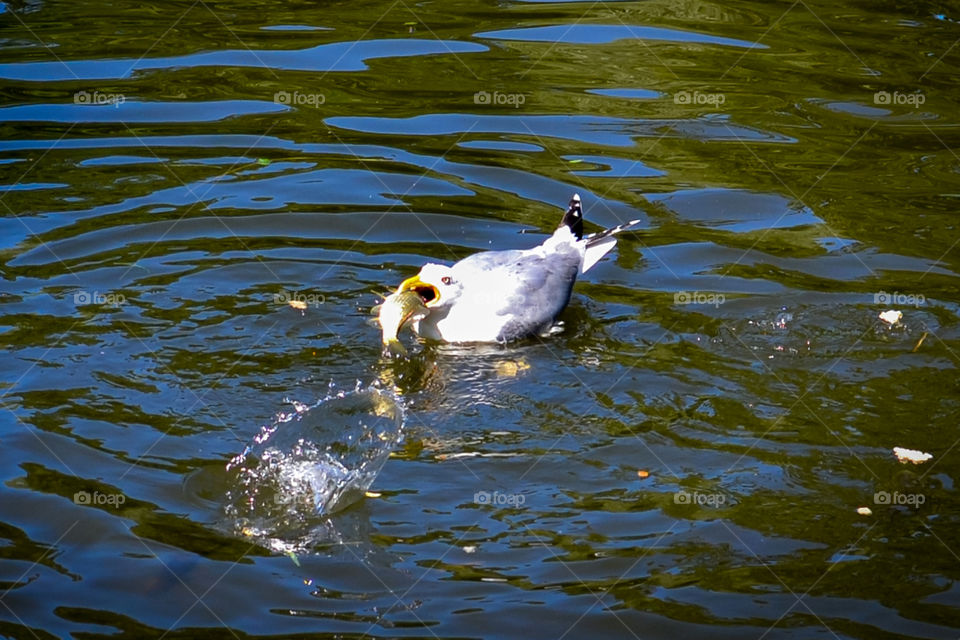 seagull feeding