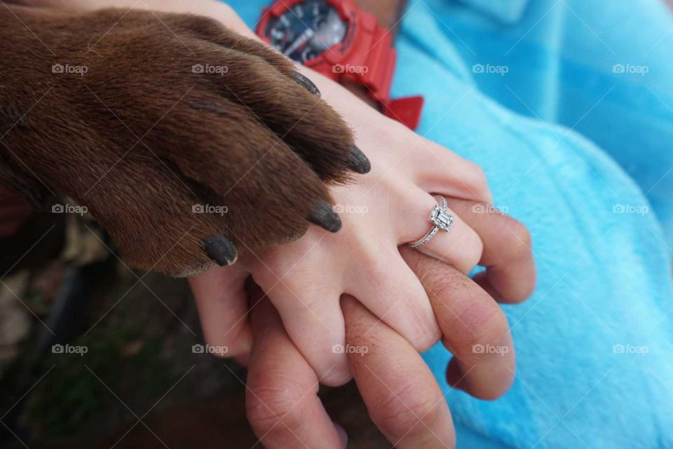 Hands#paw#family