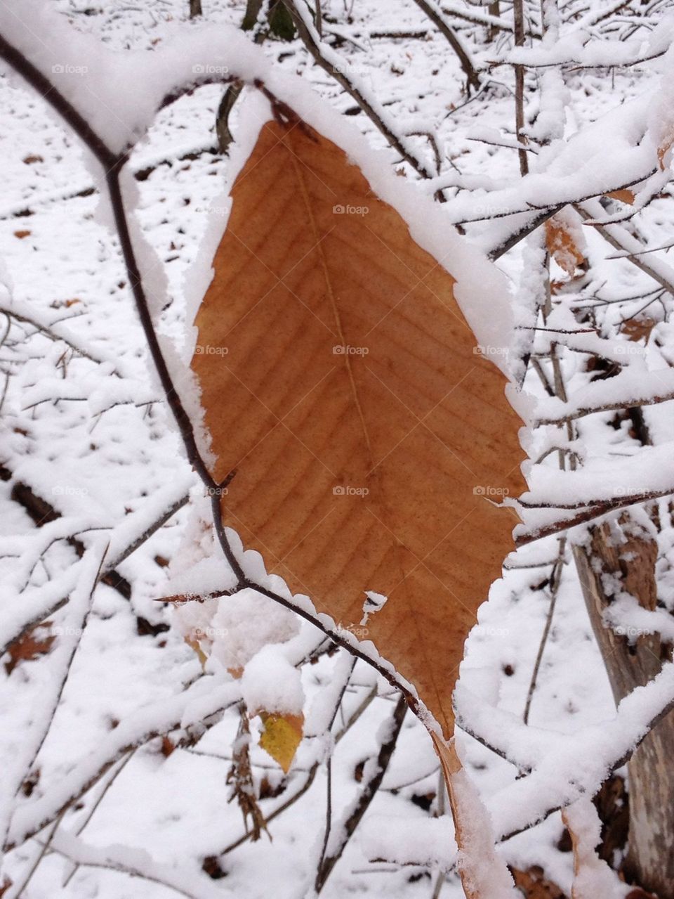 Snow covered beech leaf