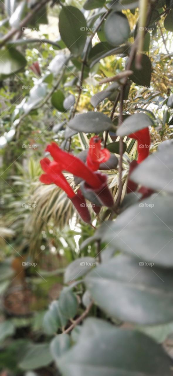 lipstick plants