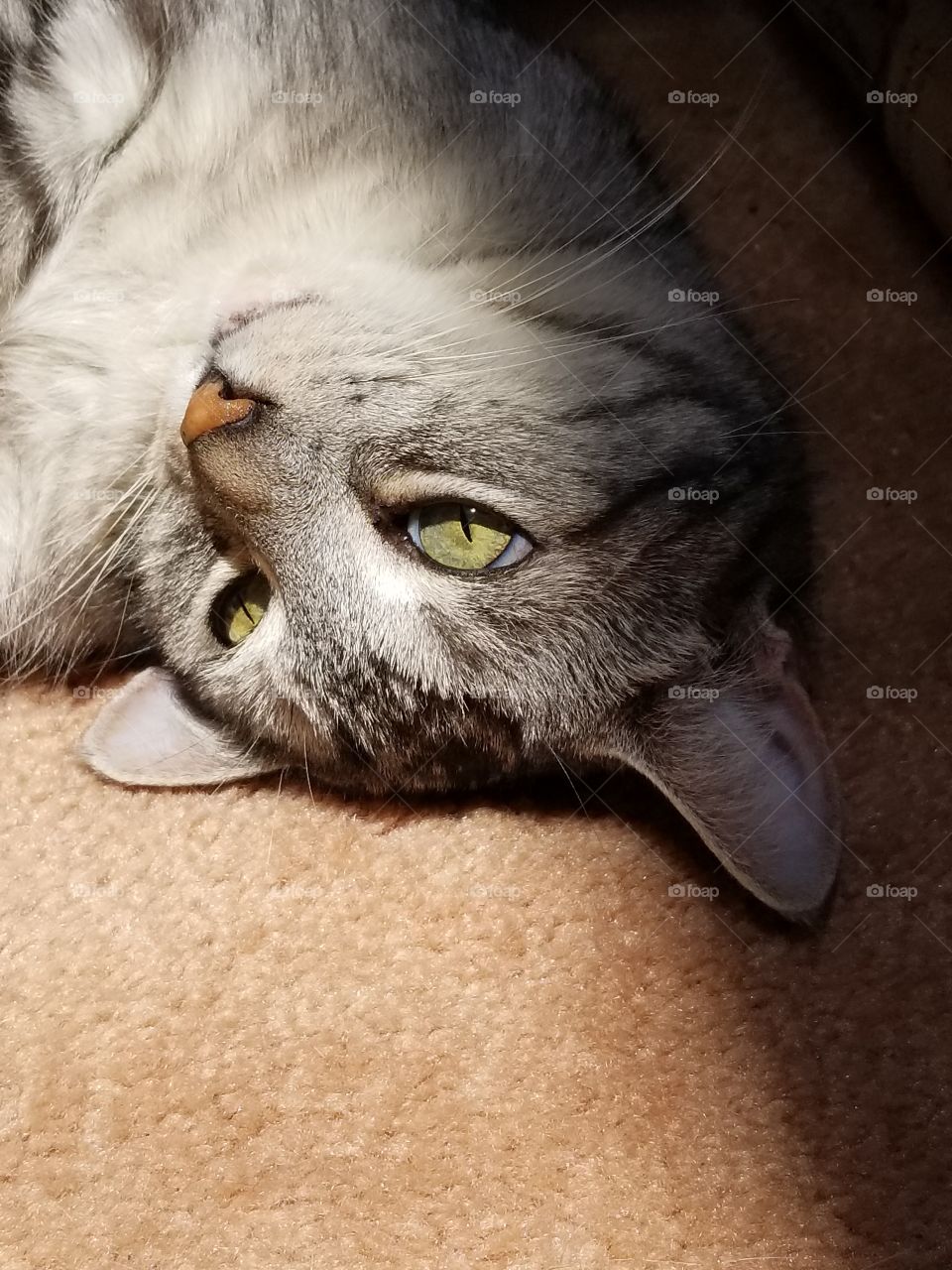Upside down kitty