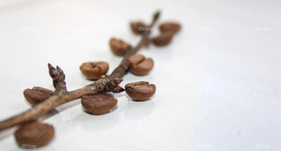 coffee beans