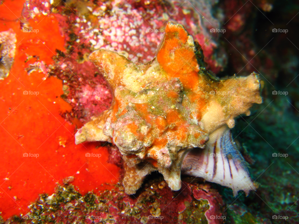 ocean corals star fish marine star by izabela.cib