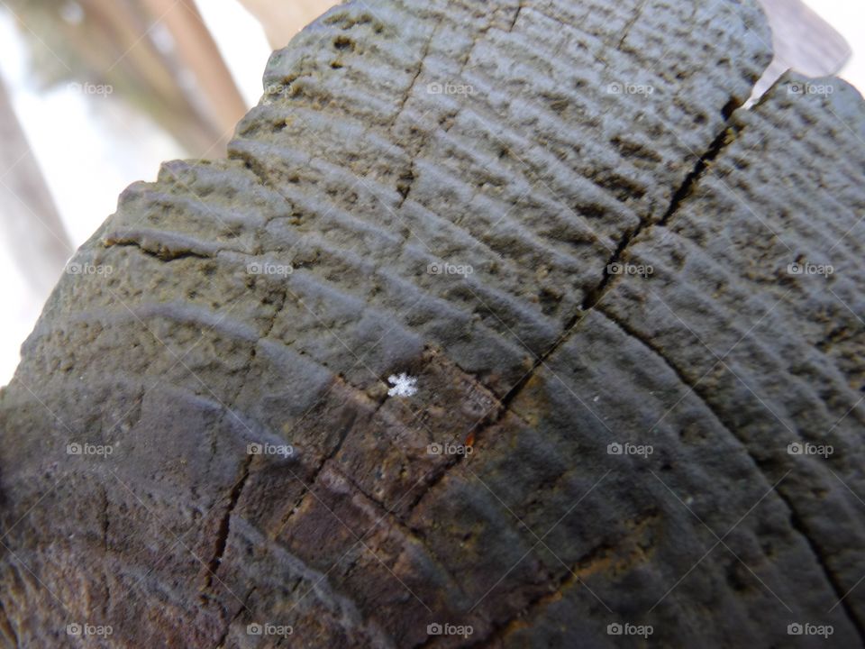 tiny snowflake on log