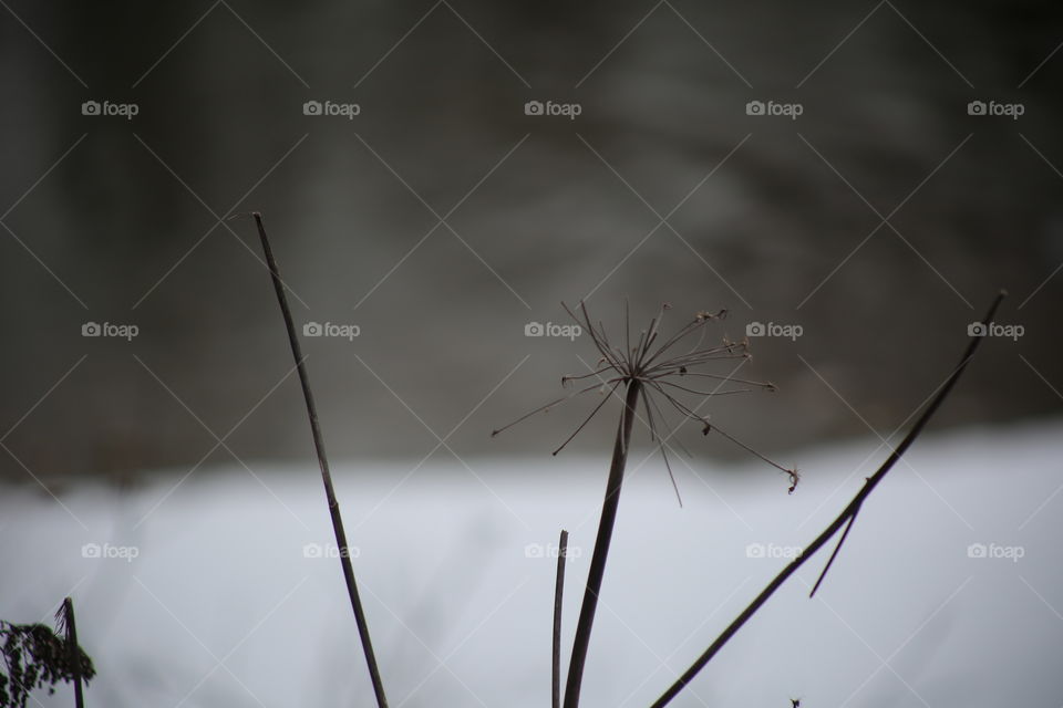 The remains of a flower found in the Austrian Alps.