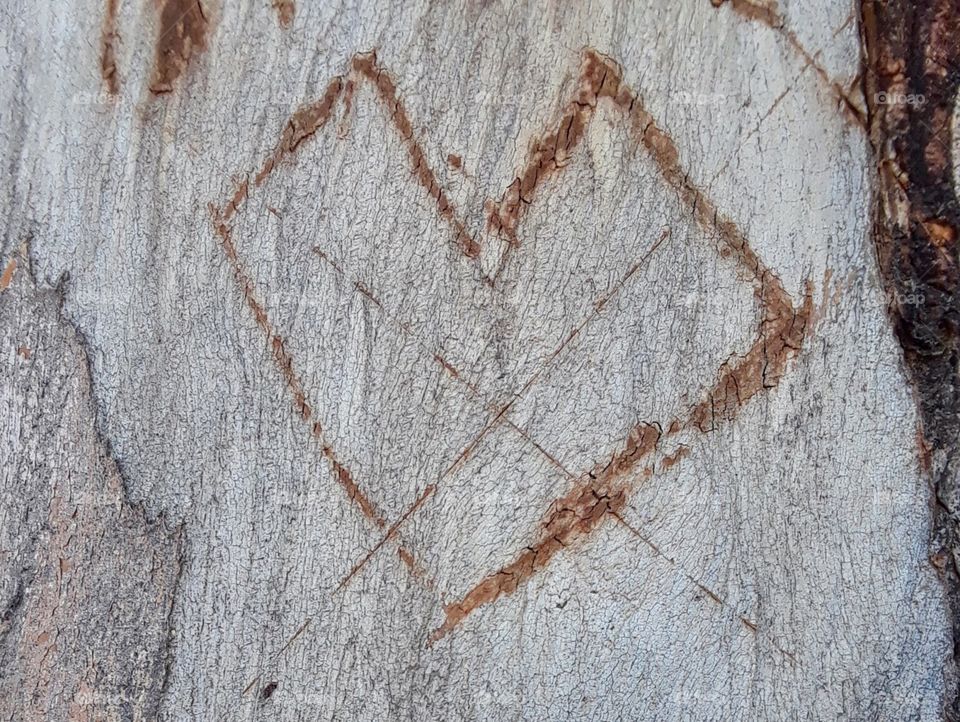 Heart and x carved on tree bark