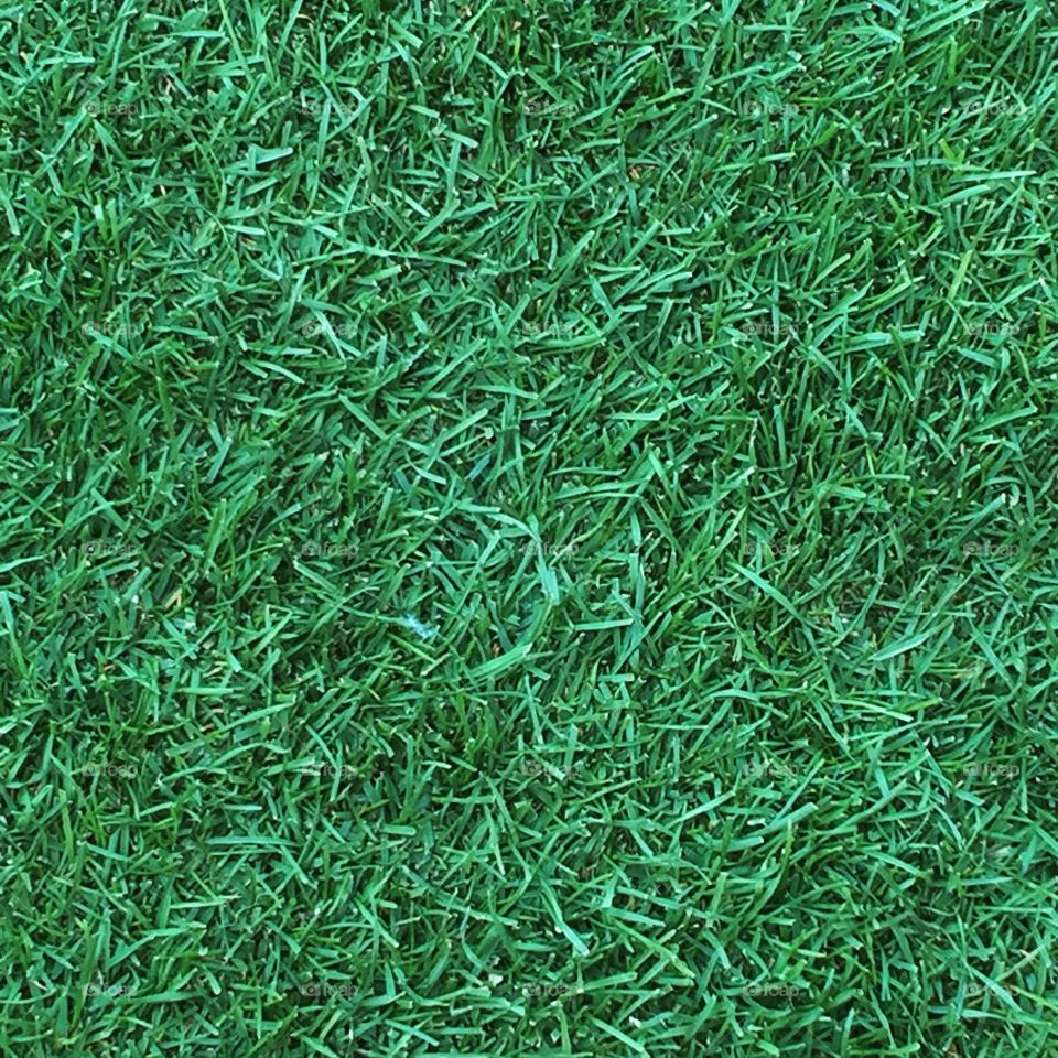 This is the best real grass I have ever seen.