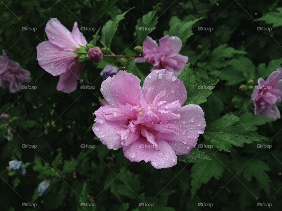 Raindrops on pink flowers.