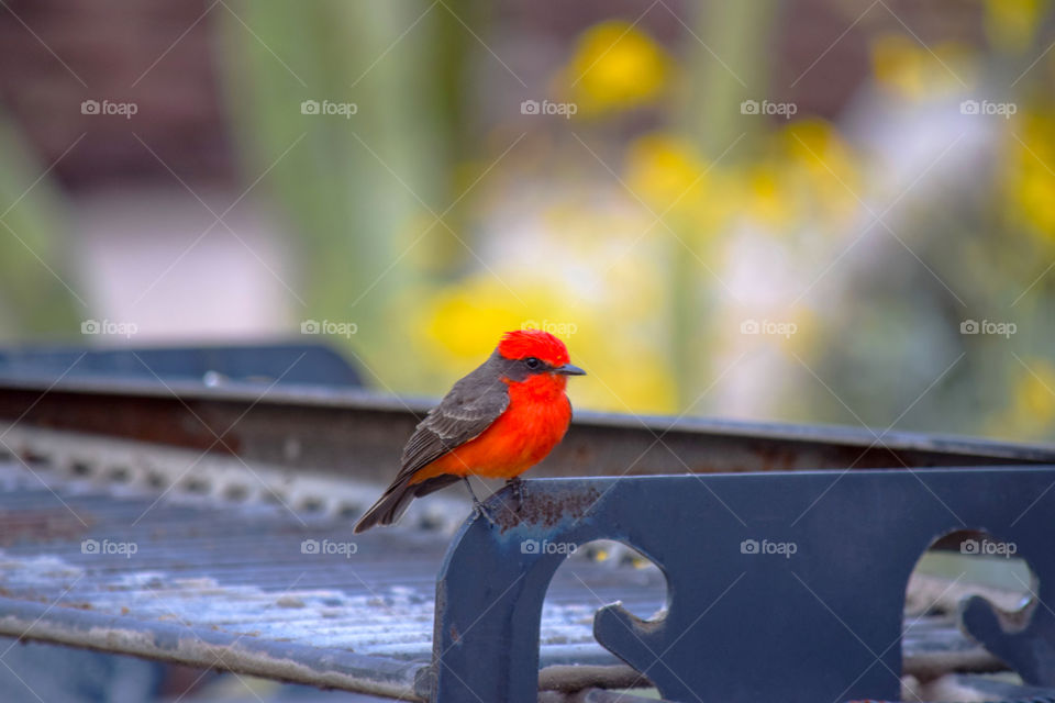A red bird called Vermilion flycatcher (red color effect)