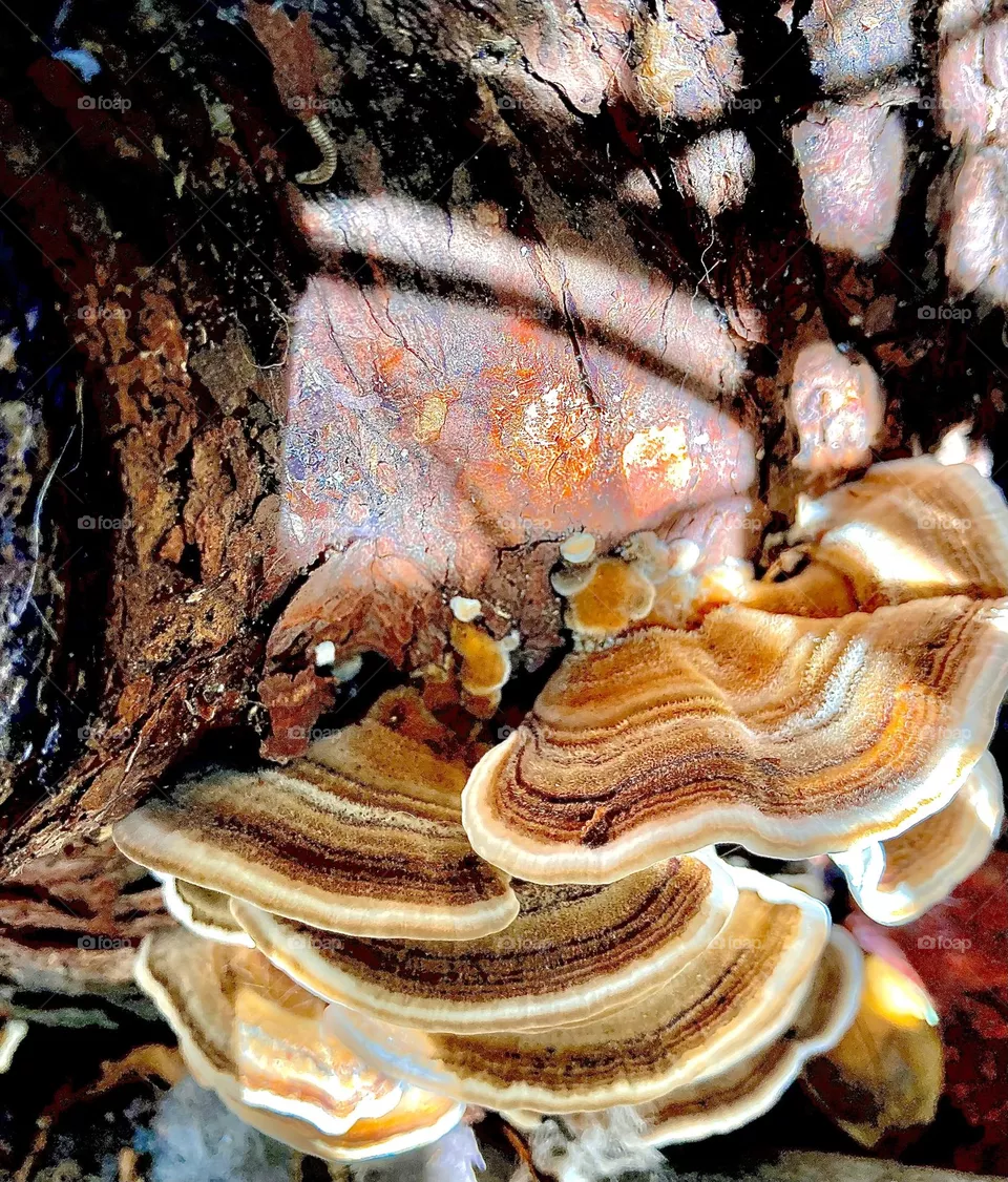 Shelf mushrooms on tree stump in sun