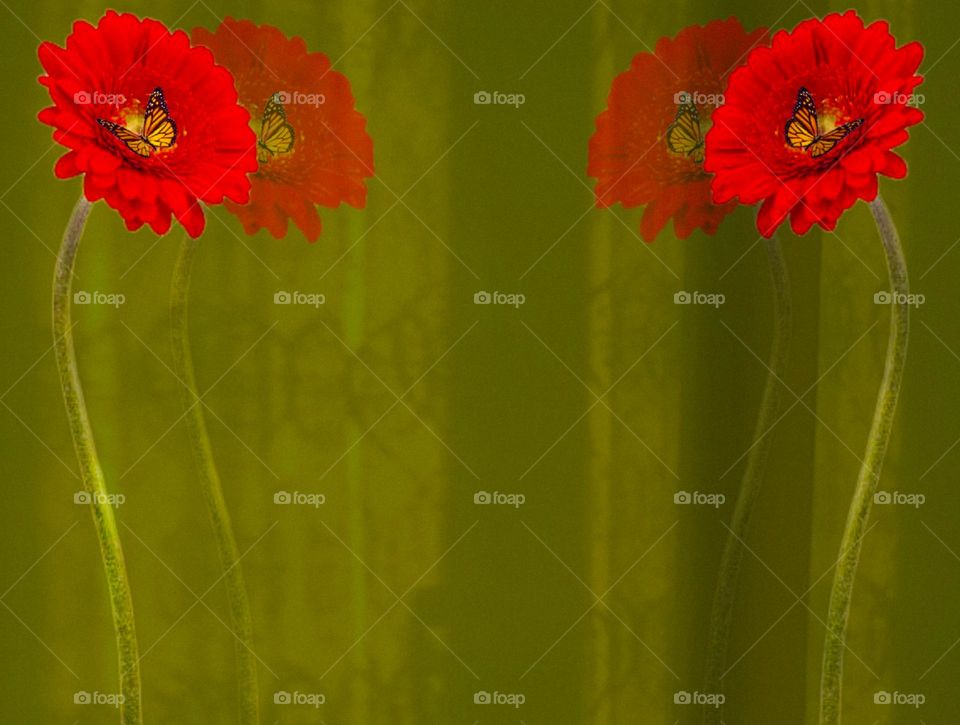 red flowers illustration