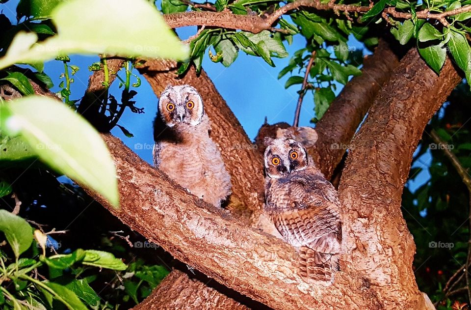 two young tawny owls / eagle owls / owl sit in the tree in a Berlin garden. These are brothers and sisters. 