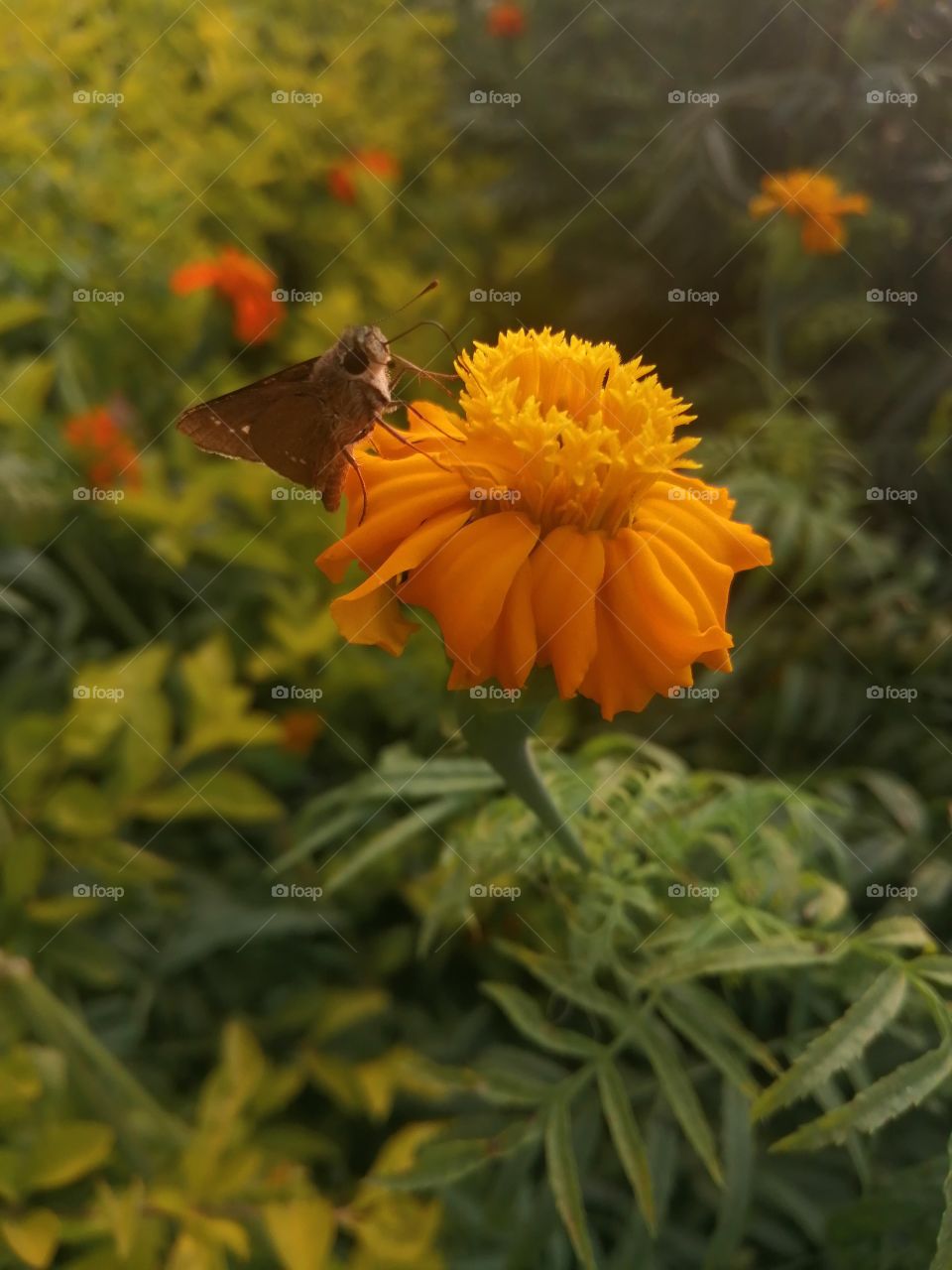 Flower, Nature, Garden, Butterfly, Insect