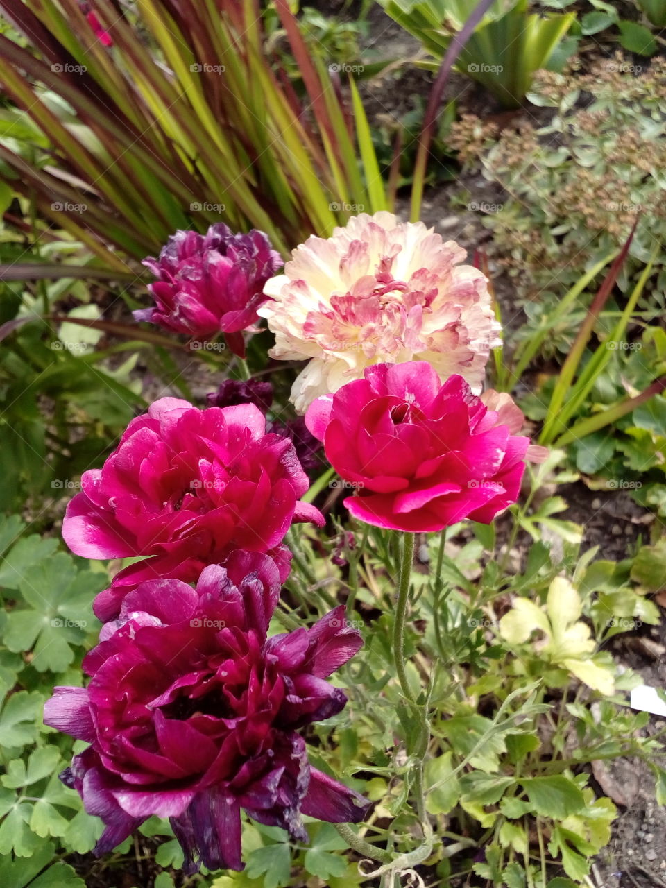 beautiful flowers in summer time