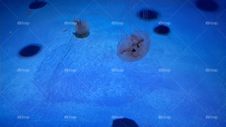 Jellyfish and their shadow in the aquarium