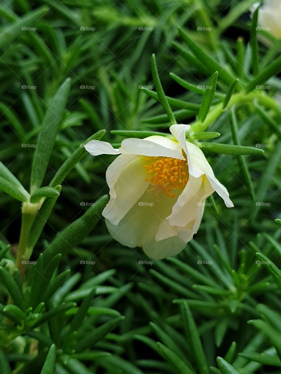 the portulaca grandiflora