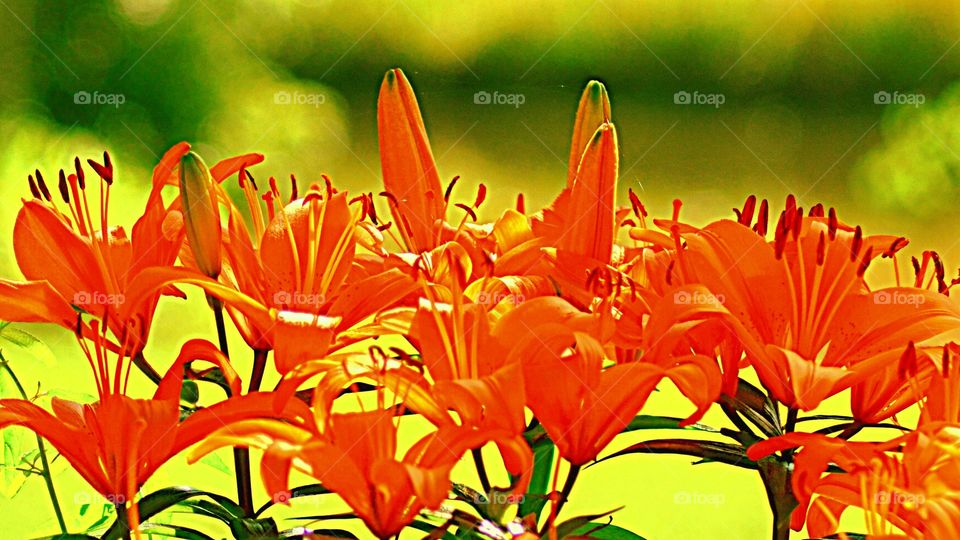 Selective view of bright orange flowers