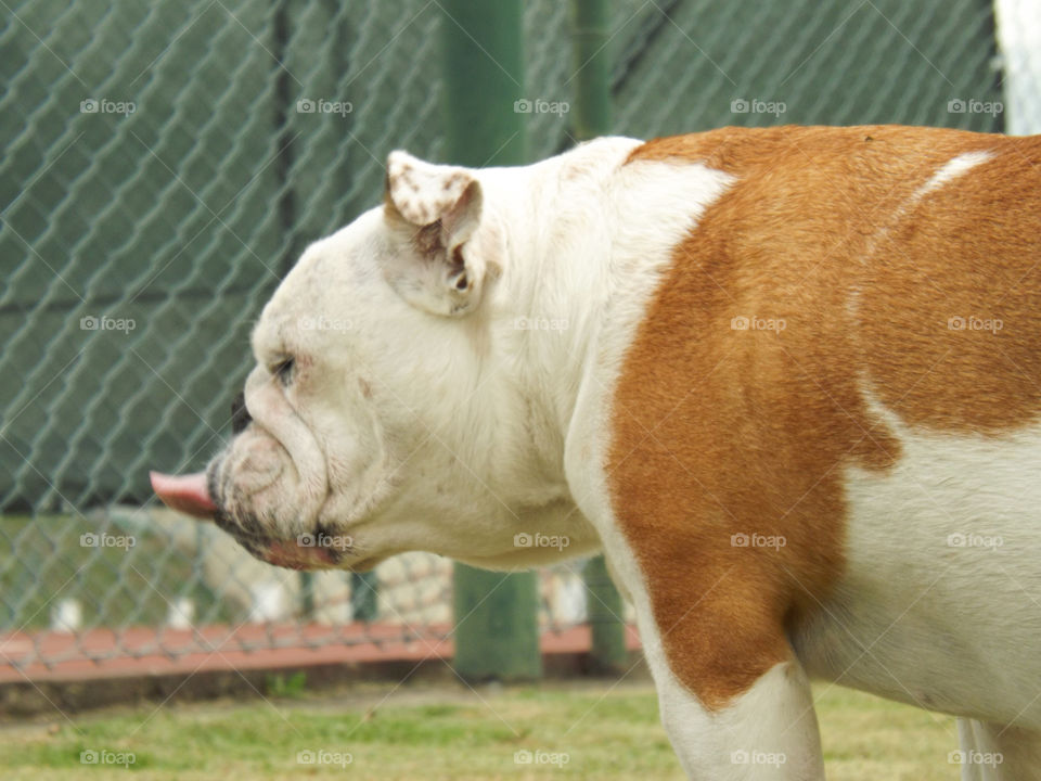 bulldog eng