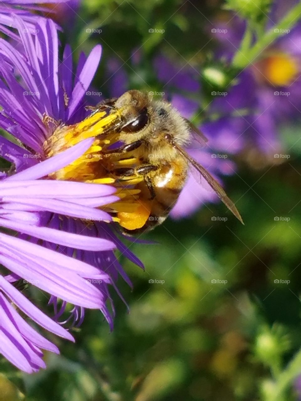 Bee