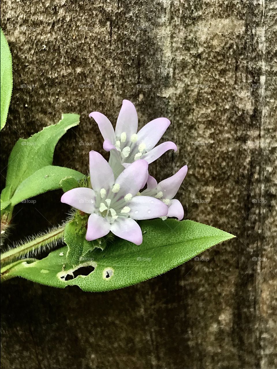 Weeds flowering against an old fence 