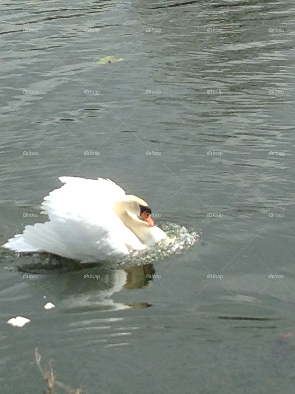 Swan