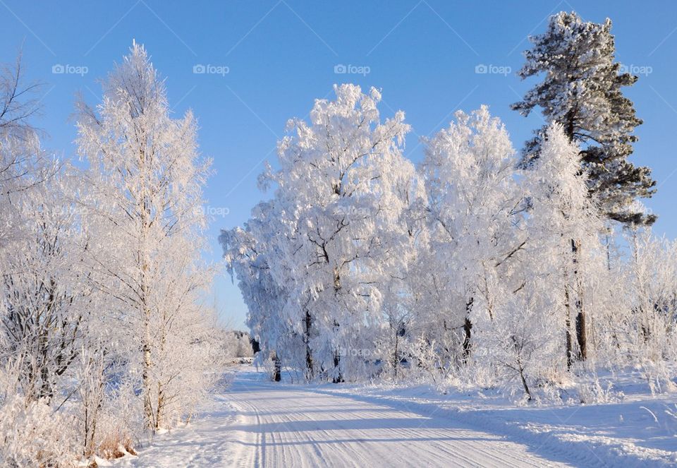 View of footpath passing through forest during winter