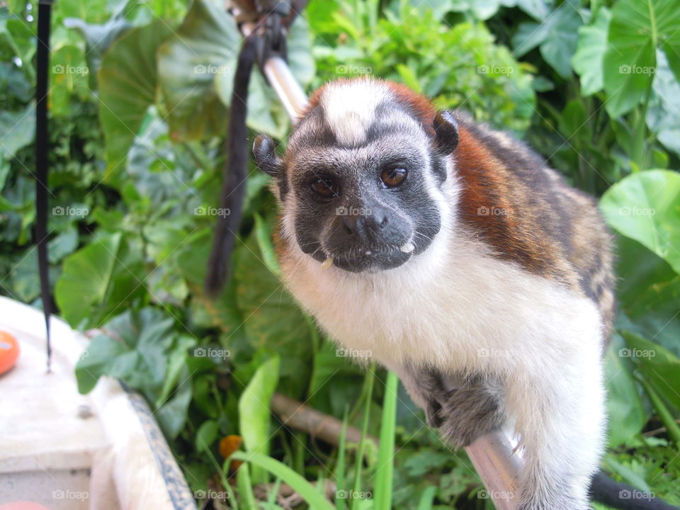 Beautiful Tamarin monkey in the Gatun lake jungle