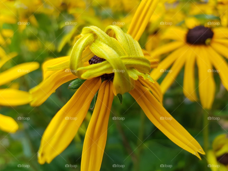 Yellow flower