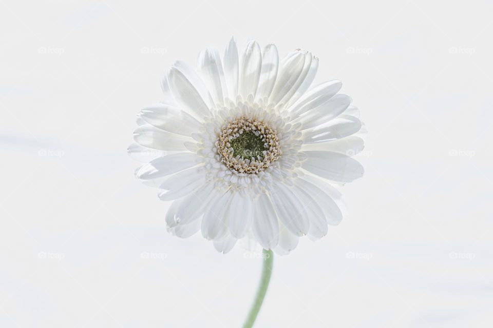 Closeup of one white Gerbera flower shot in backlit 