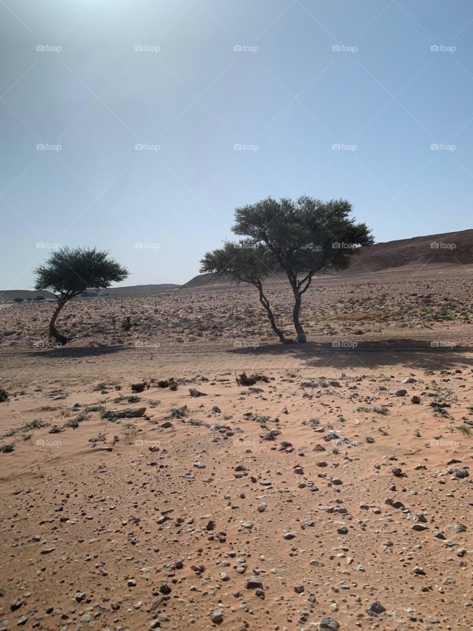 Trees in desert Saudi Arabia