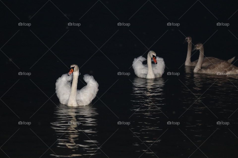 A White swan at the river