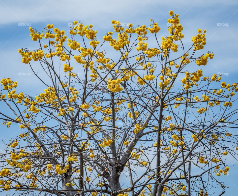 Beautiful yellow flower