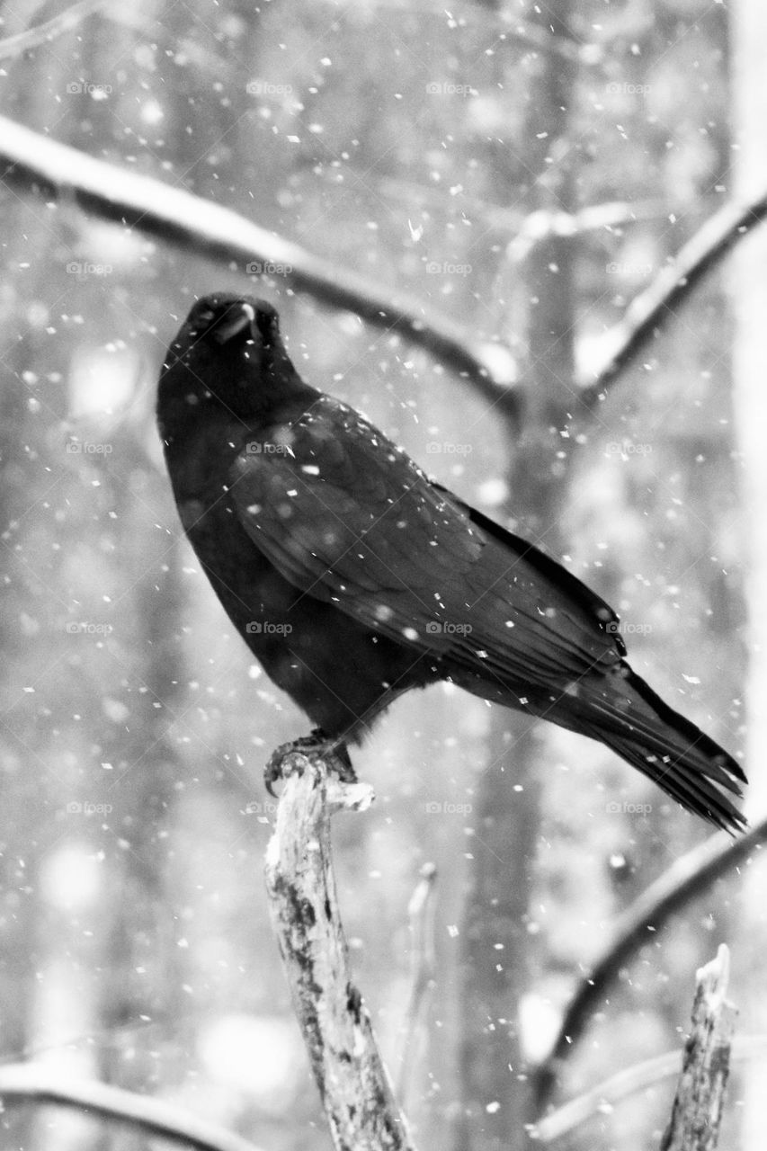 A Raven perched on a branch the snow