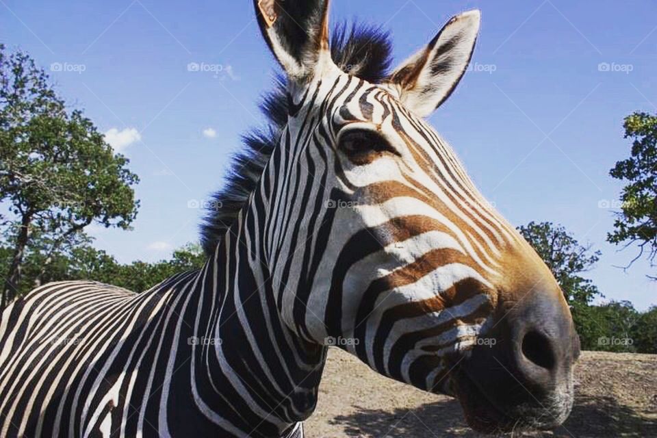 Close up image of a zebra