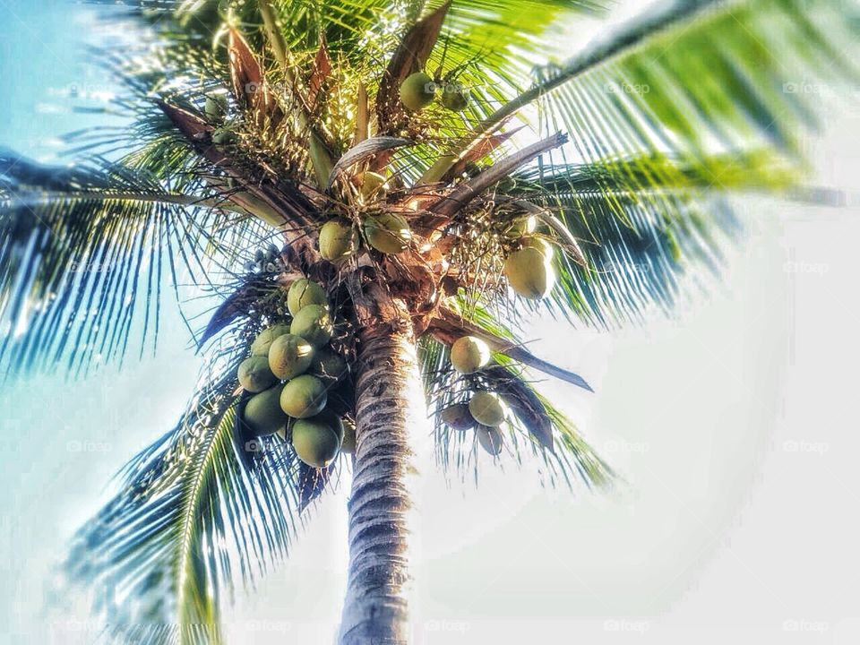 Palm, Tropical, Coconut, Tree, Paradise