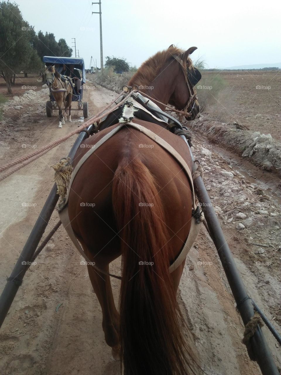 The brown horse on the road in rural.