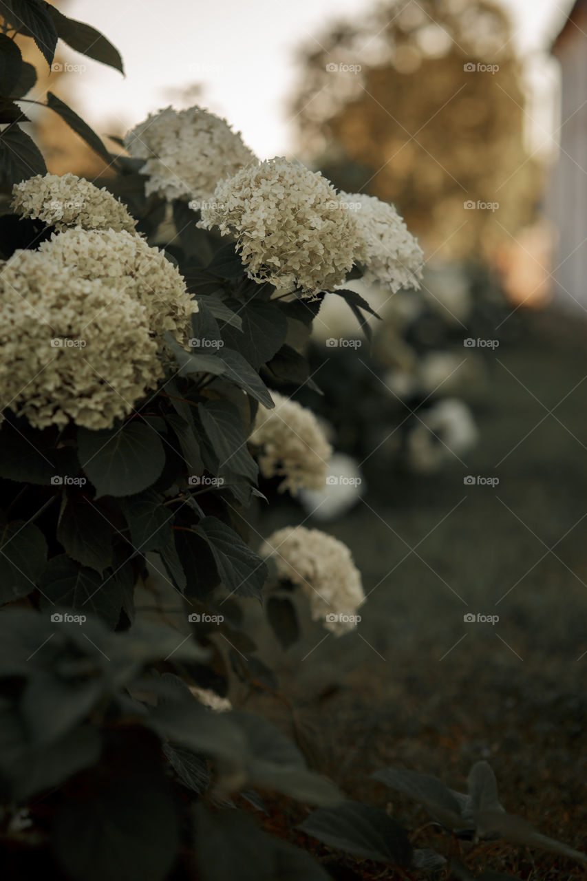 White Hydrangea at shadow 