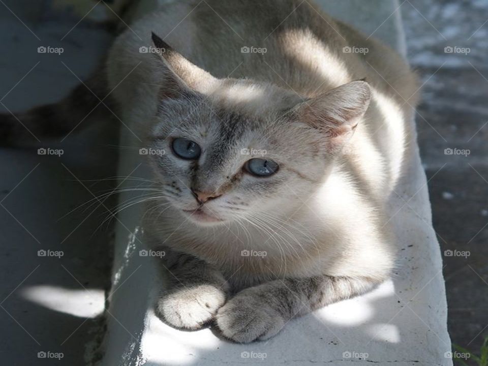 This cat looks like she's going through some majour PTSD