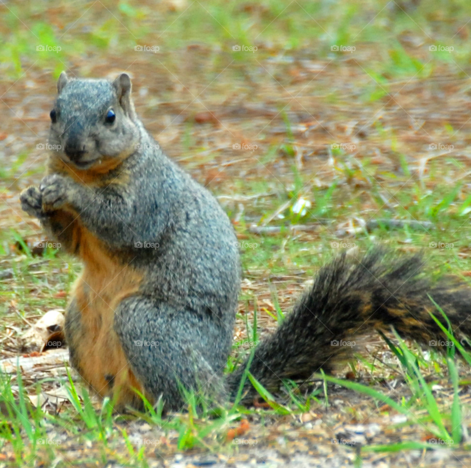 face grey animal squirrel by lightanddrawing