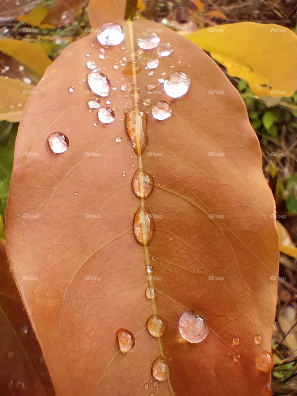 water droplets dripping on the leaves when it rains
