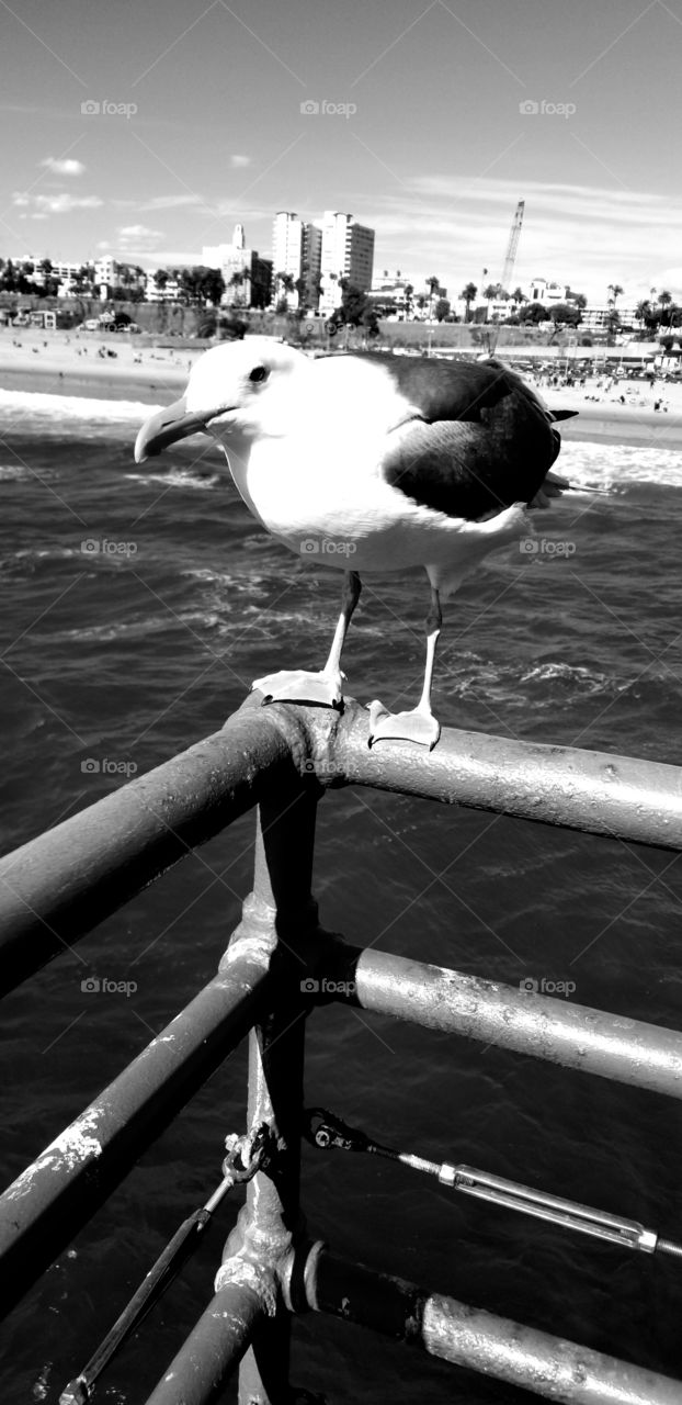 Jonathan, the Seagull