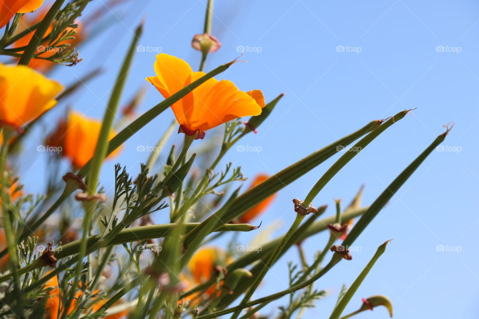 Poppy flowers in bloom