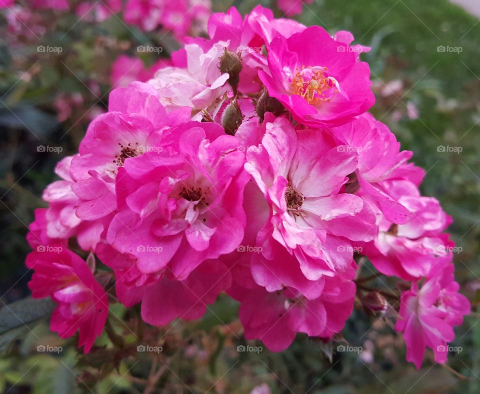 Miniature Rose. In our garden